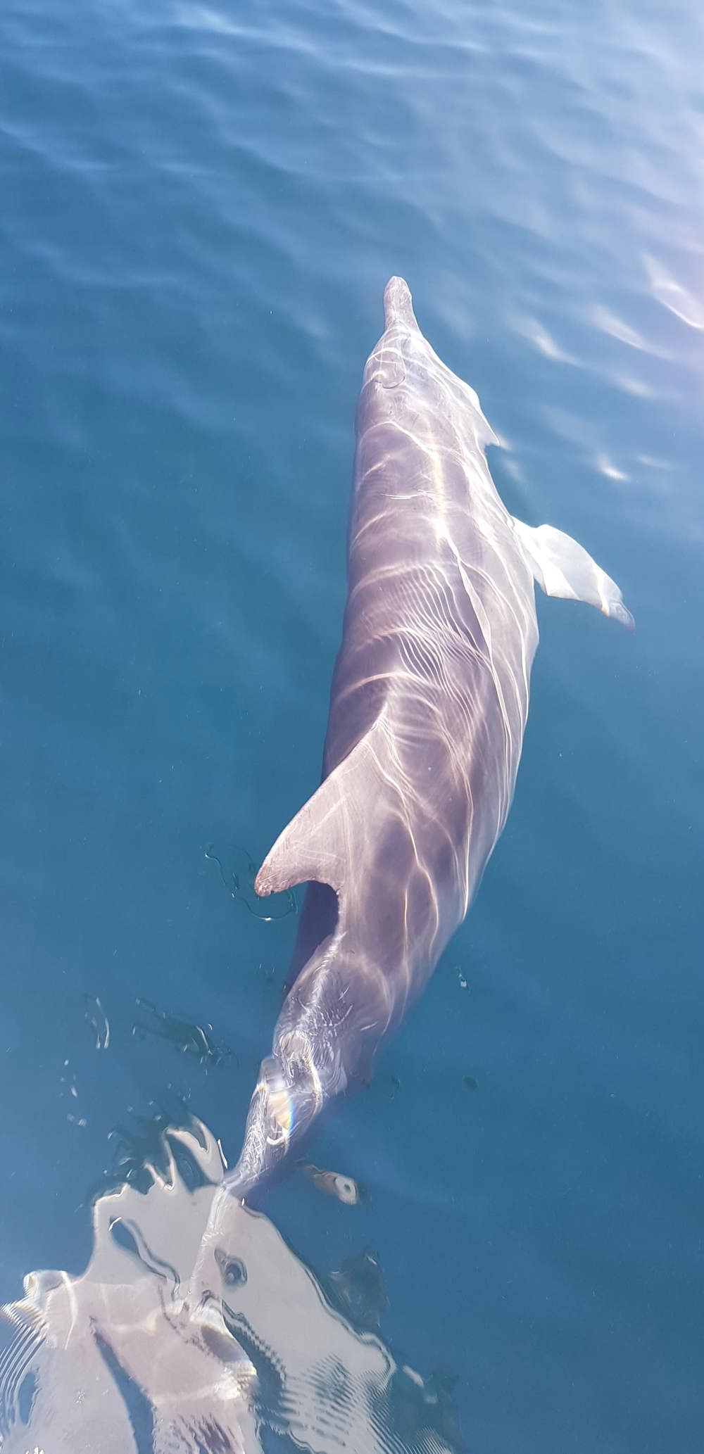 Reve - Dolphins just off the coast of Byron - 