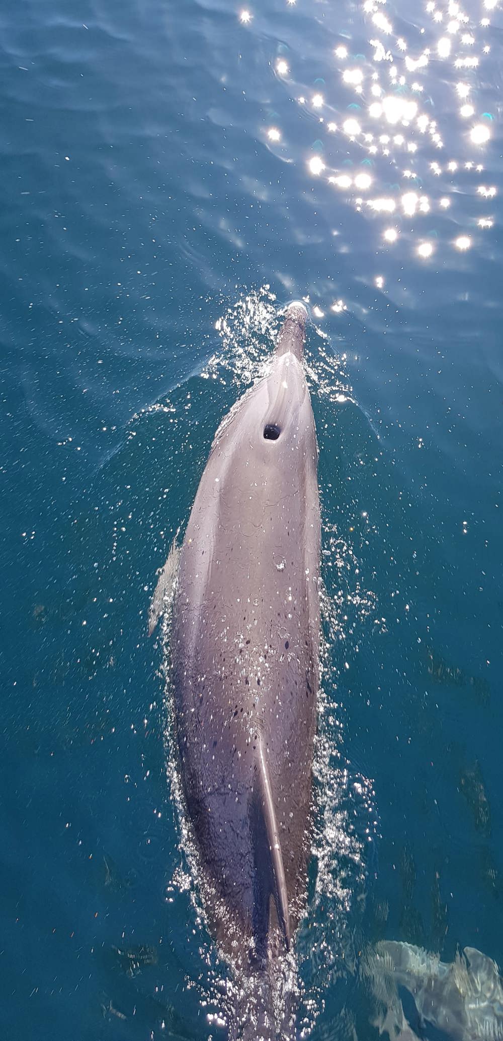 Reve - Dolphins just off the coast of Byron - 