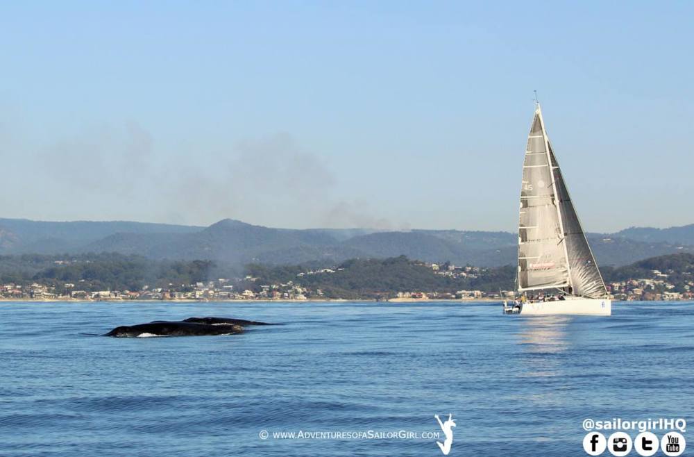 Arch Rival sharing the course with a couple of whales