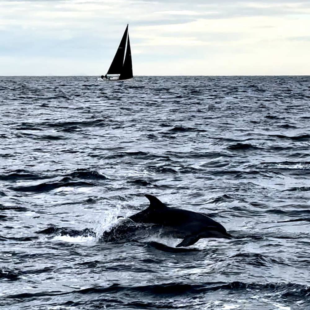 On board Antipodes, with a dolphin for company.  Picture courtesy Michael Liang