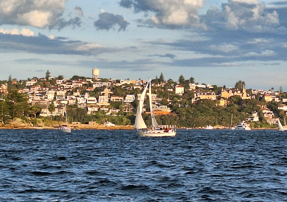 Cabbage Tree Island 2023 - Currawong