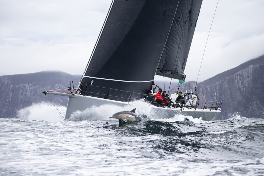 No Limit and accompanying dolphin.   Image: CYCA | Ashley Dart