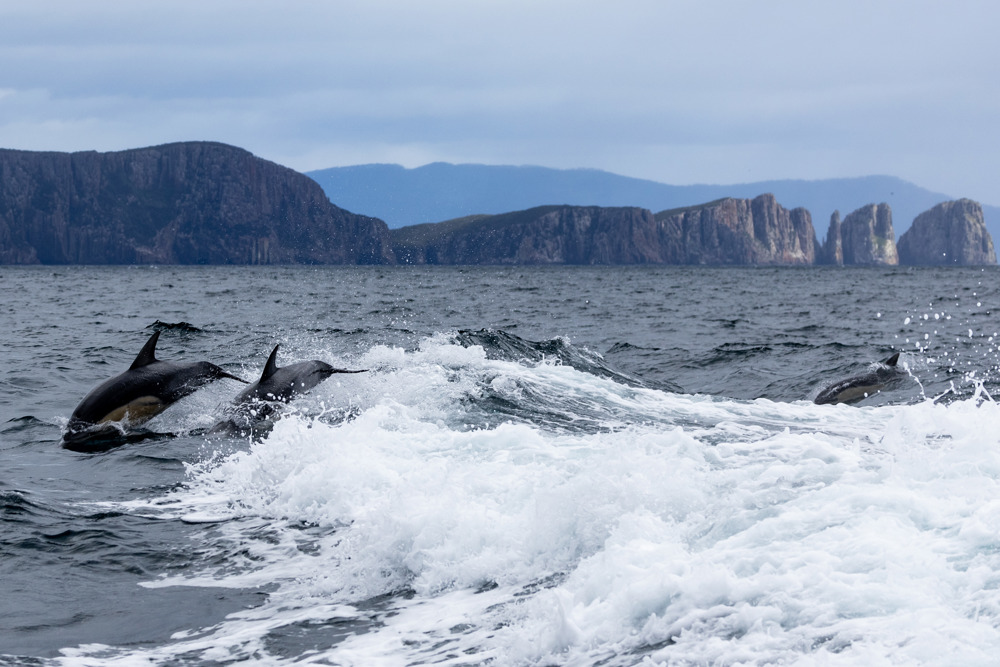 Dolphins in Storm Bay
