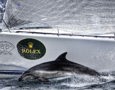 Stephen Ainsworth's Loki encounters a dolphin during the 2008 Sydney Hobart Yacht Race