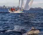 Quantum Racing greeted by dolphins on the finish line