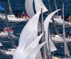 Audi Sydney Gold Coast Yacht Race fleet make their way down the Harbour