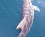 Reve - Dolphins just off the coast of Byron - 