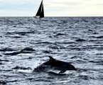 On board Antipodes, with a dolphin for company.  Picture courtesy Michael Liang