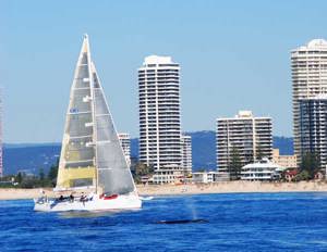Optimus Prime is greeted by a friendly whale on approach to the finish line of the Audi Sydney Gold Coast Yacht Race 2012, off Main Beach Southport