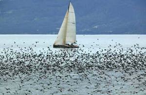Ichi Ban sailing up Storm Bay in 2003 Rolex Sydney Hobart
