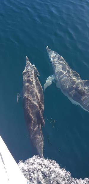 Reve - Dolphins just off the coast of Byron - 