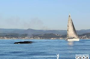 Arch Rival sharing the course with a couple of whales