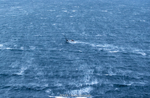 SMUGGLER, Bow: 32, Sail n: 421, Owner: Sebastian Bohm, State/Nation: NSW, Design: Rogers 46