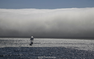 KATWINCHAR, Bow: 80, Sail n°: CYC8, Skipper: Bill Barry-Cotter / Kendal Barry-Cotter, Design: Watney, Owner: Bill Barry-Cotter, State/Nation: NSW