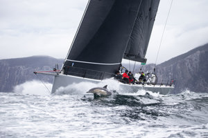 No Limit and accompanying dolphin.   Image: CYCA | Ashley Dart