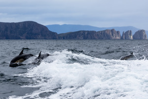 Dolphins in Storm Bay