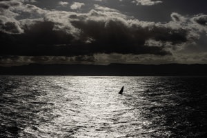 VIXEN RACING, Sail No: NZL076, Owner: Vixen Racing, Skipper: Sharon Ferris-Choat, Club: BOIYC, NEW ZEALAND, Design: Verdier 40, LOA (m): 12, Year: 2008